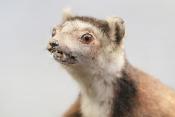 museum de histoire naturelle troyes 8-2025 2807